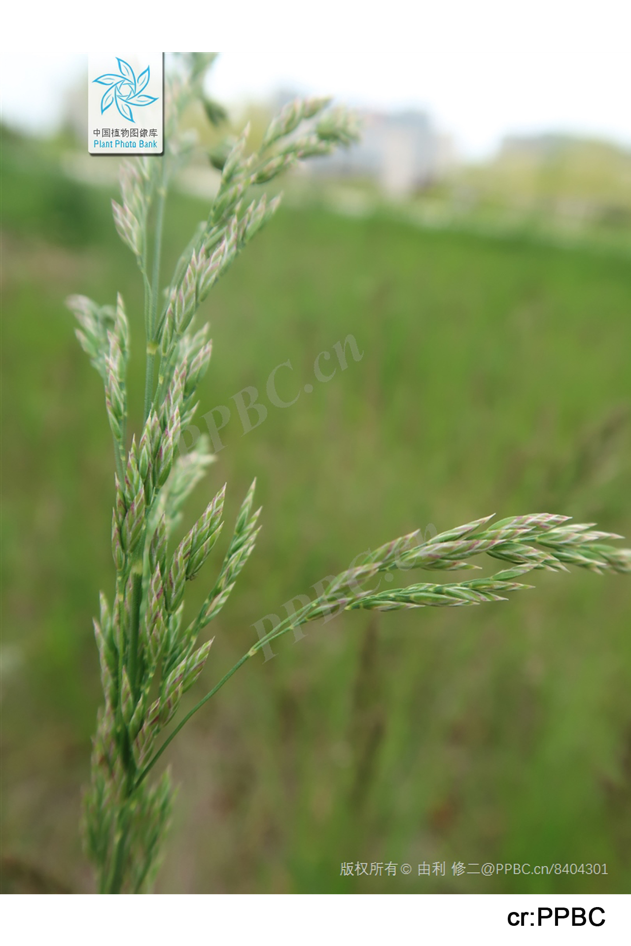 Poa trivialis